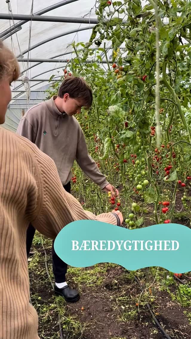 Bæredygtighed besøger Sort Muld 🌱
Bæredygtighedslinjen har været på et spændende besøg hos Louise og Peter, som har et mikro-landbrug, og som næsten lever selvforsynende. Dagen bød på gode snakke og jord under neglene. Tak fordi vi måtte besøge jer, @sortmuld 🌞 #højskole #højskoleliv