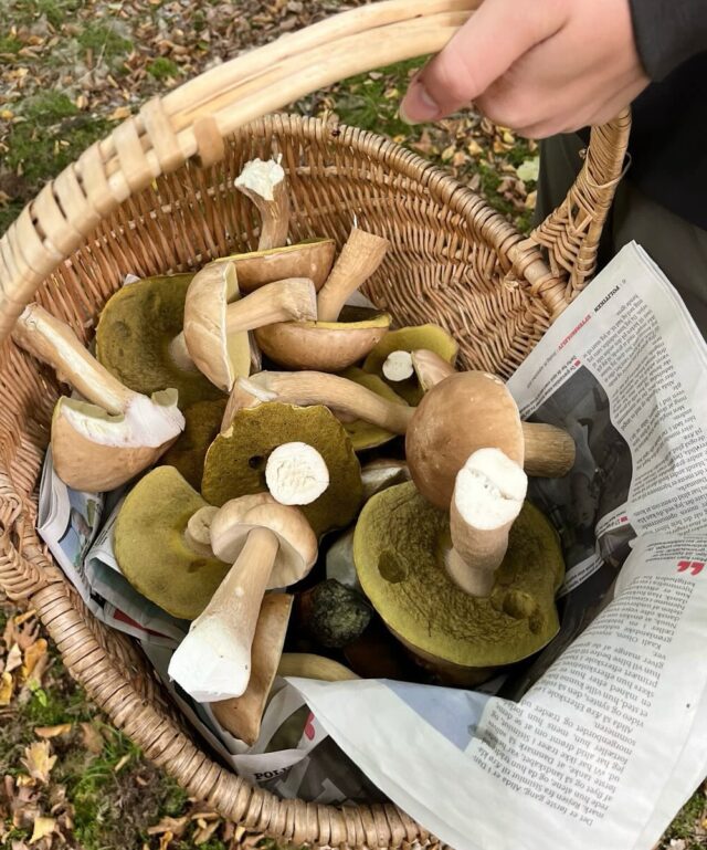 Linjefaget Vild mad og bryg har de seneste uger nydt godt af, at svampesæsonen er i gang. De har blandt andet fundet karl johan, indigo og kantareller 🍄‍🟫🌞🌱